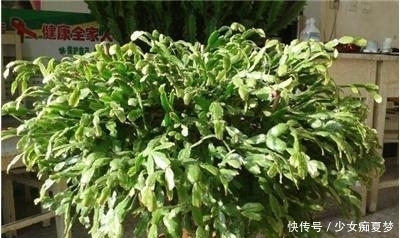 屋子里|浑身像无数个螃蟹脚,价值十分珍贵,如今外国人已开始重视