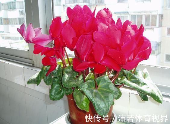 冬天|石竹花、大丽花、仙客来、飘香藤,冬日养殖,砰砰开花