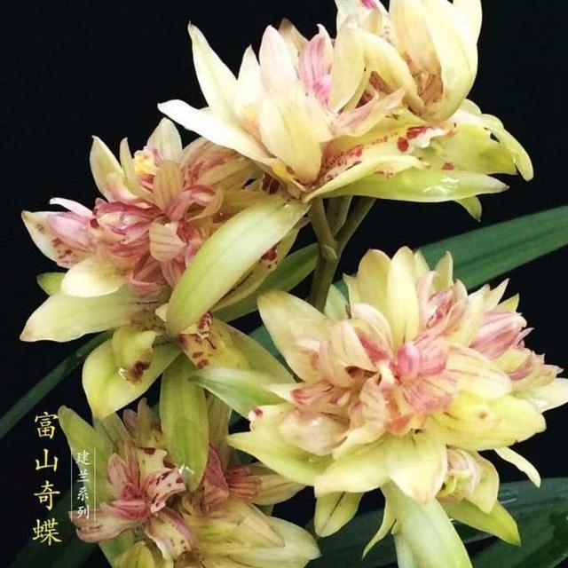 它被誉为“小劳模”，一年能开四五次，花姿雅致，新手也能养爆盆