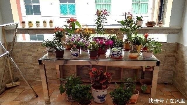 叶子|养花多年才知道的真相，这种花朵不能见光，否则会死得很惨！