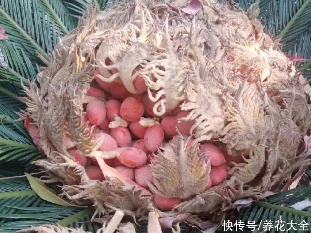 16种特长寿的植物，养十年以上，那都算年轻