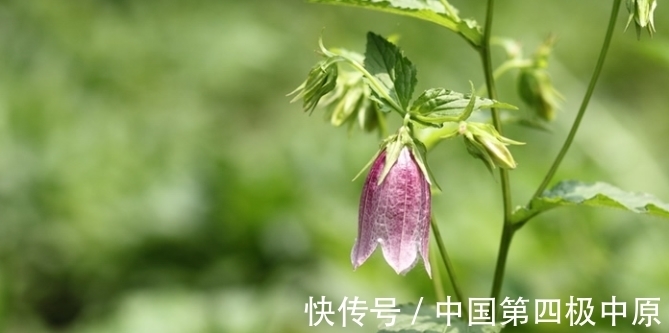 春节期间,要想身体健壮如牛,离不开几种养身花,多养幸福又美满