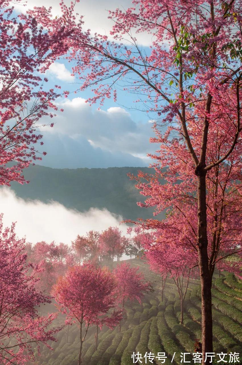 樱花|无量山，云南冬日里一场限定的浪漫！