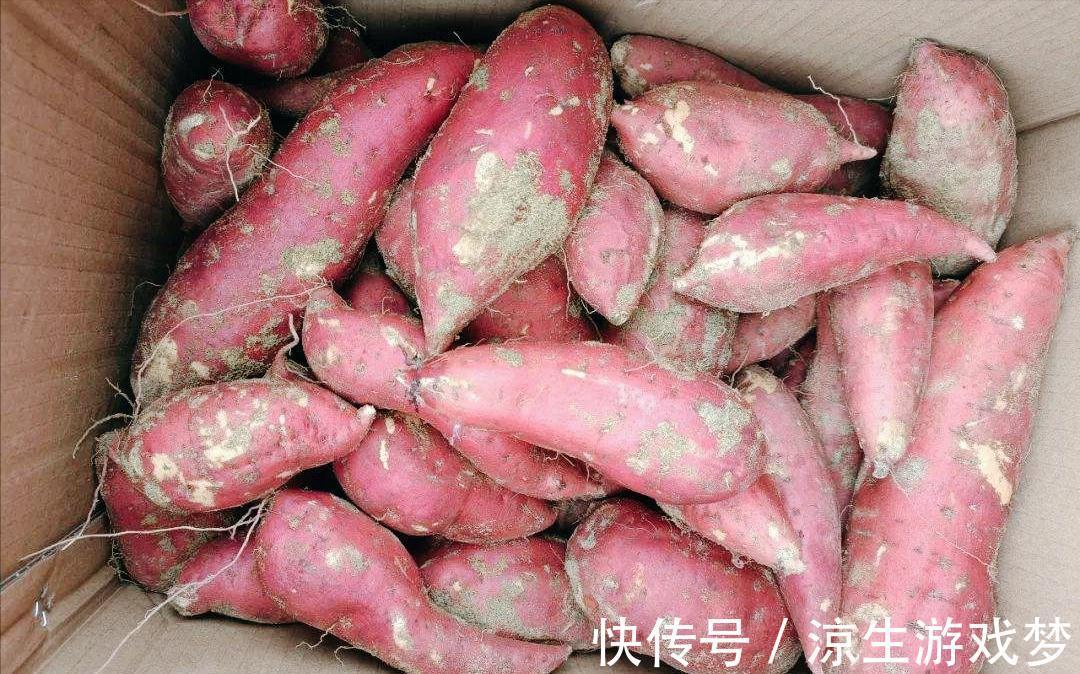 9种蔬菜根别扔掉,15天变盆景,吃不完就留着欣赏