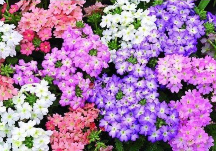 这几款小花,便宜又好养,堪称是“开花机器”,花色美轮美奂