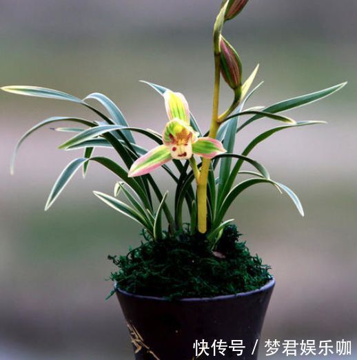 别只傻盯着养春兰蕙兰,这种款兰花也不错,香气浓郁还四季开花!