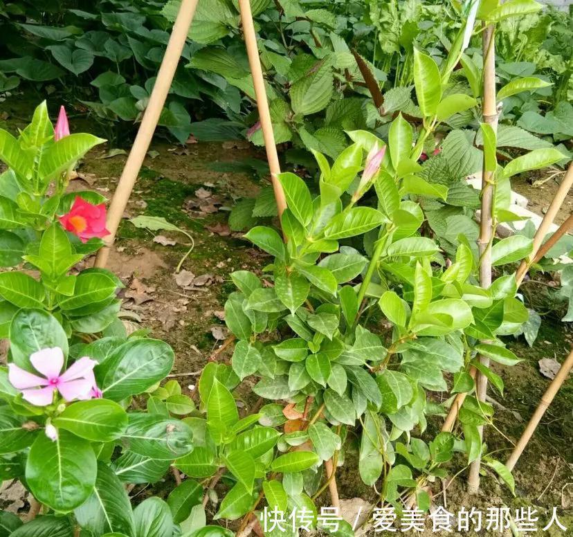 飘香藤长得像棵草,每次只开一朵花,狠心剪一剪是关键,别不舍得