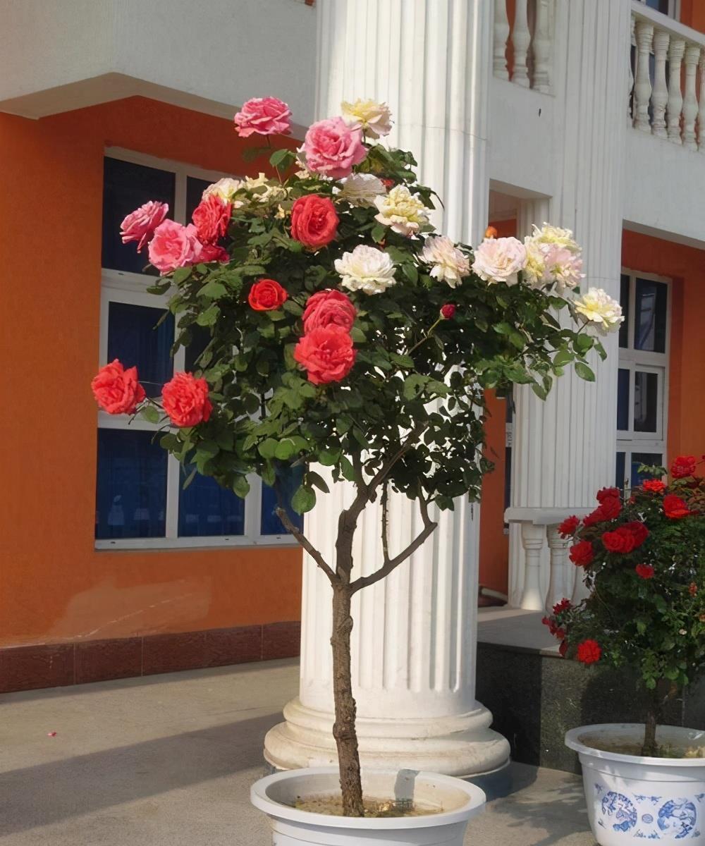 适合春天养的4种“花树”,有空种几棵,小院子也有“高颜值”