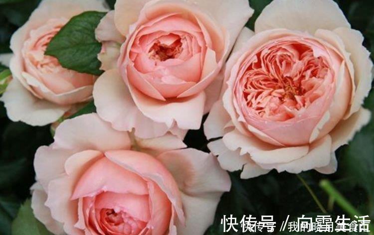 几款艳丽的花卉，漂亮又好闻，花开爆盆美如花，枝头窜满花苞，美