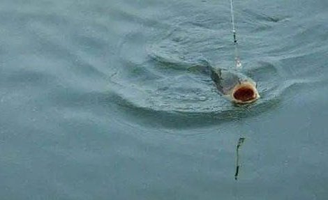 野钓怎样应对走水现象,掌握这些实用方法,走水照样能钓好