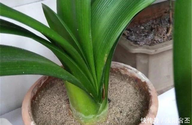 30年的君子兰,长出粗壮大老桩,砍还是不砍!