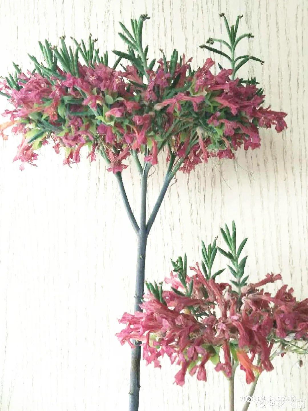 10种“养不死”的花,绿萝只能排最后一名,养死3种以上的举手