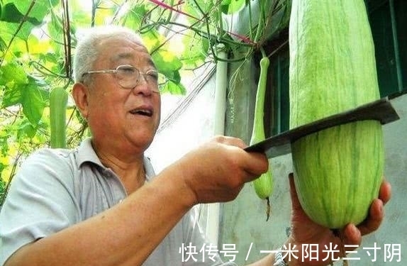 大爷|农村大爷种了一种奇葩的瓜,想吃就砍一块,却越砍长的越旺盛