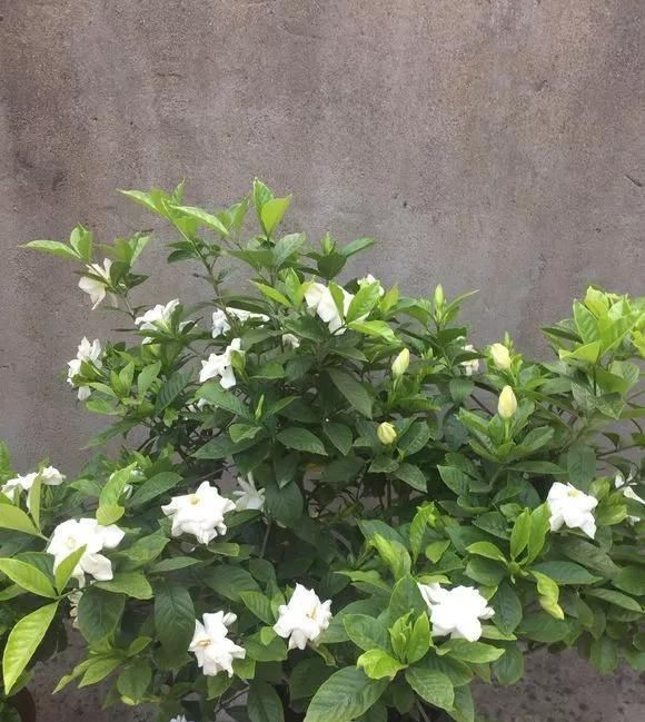 橘子皮|2斤西瓜皮丢桶里,加点水,不黄叶不烂根,花一开100朵