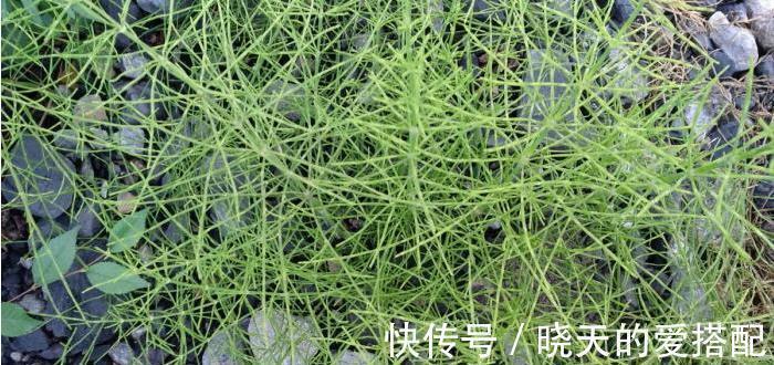 中草药@乡下一种节节草,农村娃不知是珍贵中草药,当作笔筒玩,如此可惜