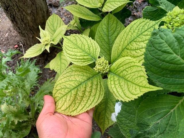3种花都是“酸水”喂大的，每月浇点醋，黄叶消失，花满枝