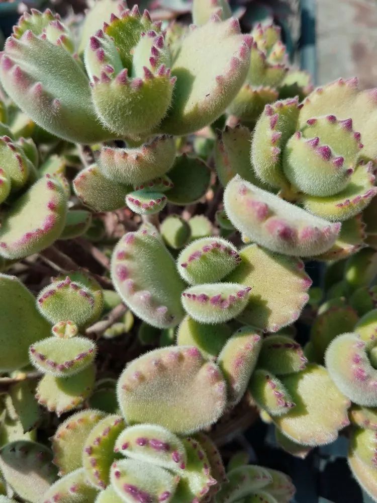 养肉三年,分享养肉经验,谈谈适合逆开挂区的多肉!