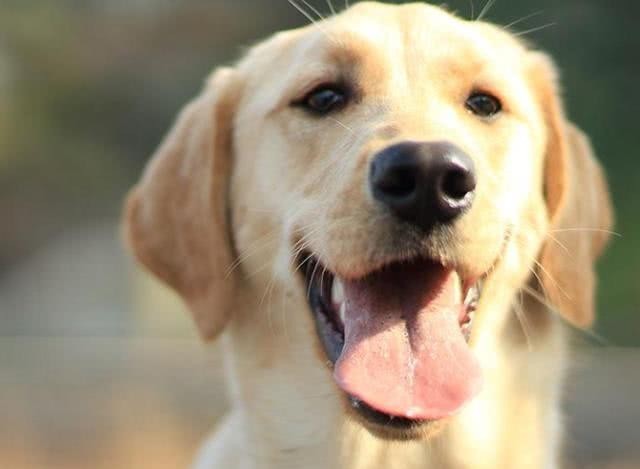 生活|为何民间“狗肉不上桌”?这个传统是怎么来的,有何历史渊源?