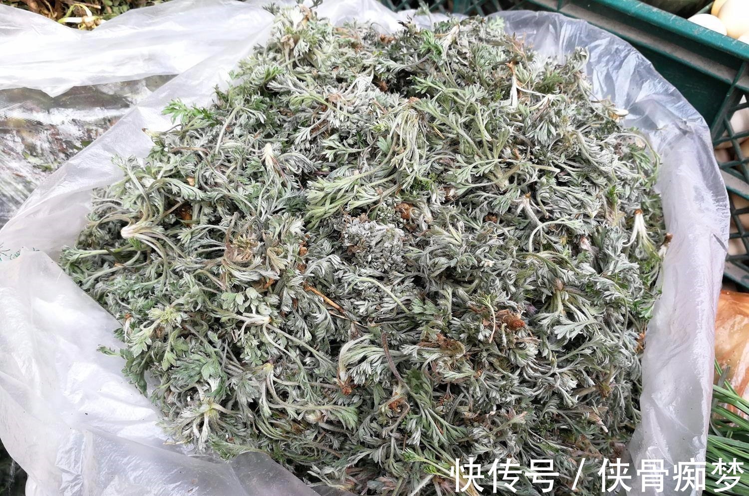 您家若是种植这种特殊的草,那风湿再也不用怕了