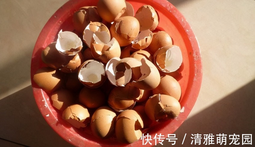 用鸡蛋壳养花，方法多种多样，植物盆栽用了越长越起劲