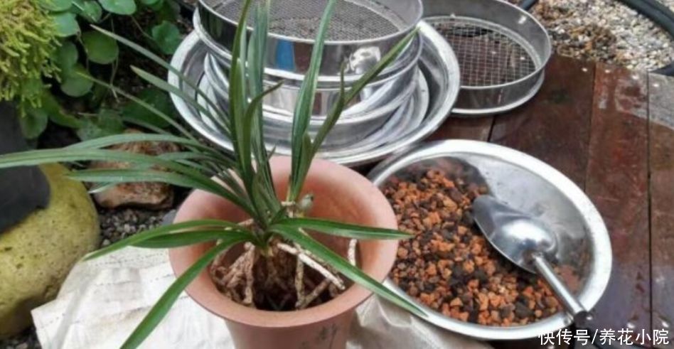 花盆里放3种“小东西”,盆土通透性好,避免出现烂根