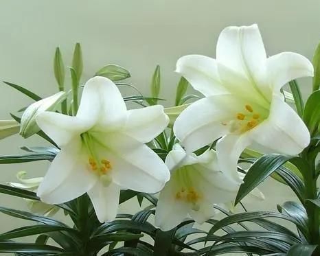 雌激素|''奔五''的女人别太节俭，7种食物应多吃，或可预防雌激素减少