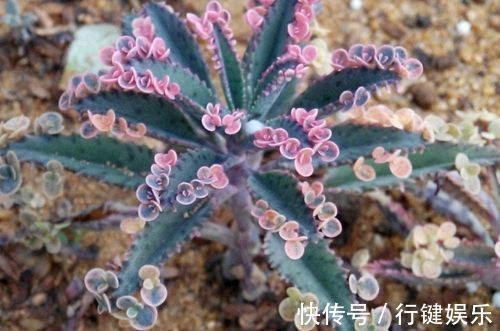 分分合合|几种花卉,养在家里飘香四溢,好养易爆盆,十分的清新靓丽