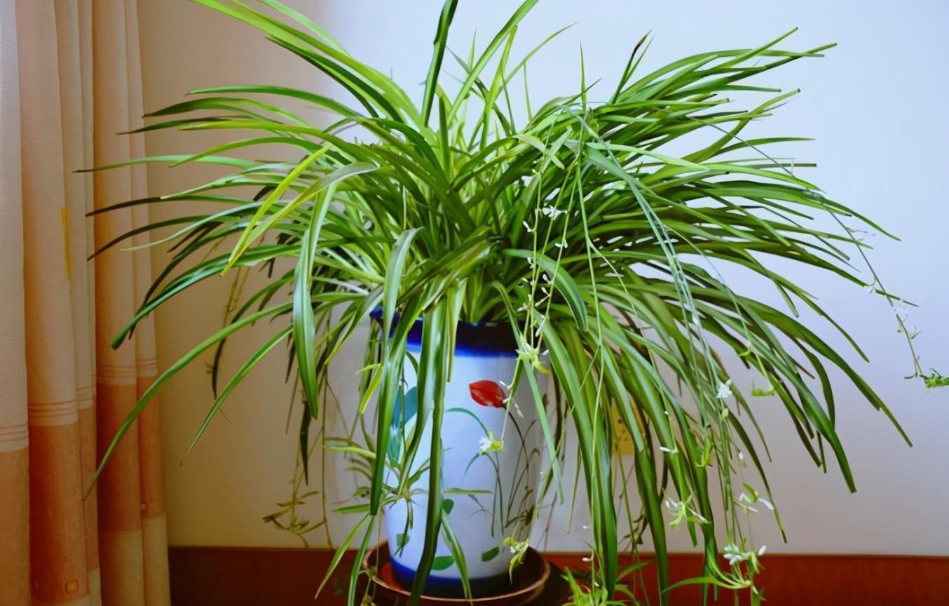 能净化室内空气的盆栽,选此四种,秋冬不怕来雾霾