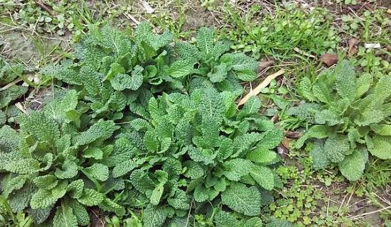 炒鸡蛋|被误解最深的野菜，叶子长满疙瘩却价值珍贵，炒鸡蛋是一绝