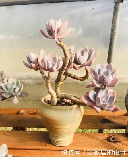 群生|养多肉普货冬美人,了解掌握4个要点,轻松养成群生小老桩