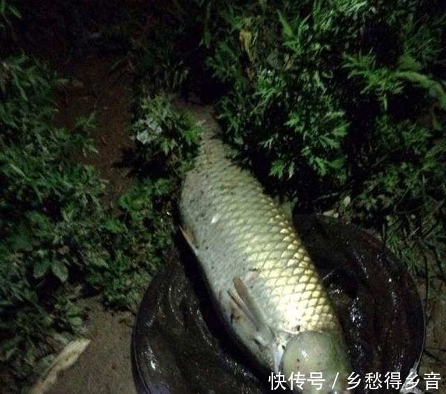 保鲜袋|分享下我前几天钓大草鱼的饵料！