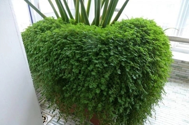 浇水|苔藓养兰花的2个妙用,保湿透气又促根,很快冒出水晶头