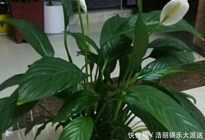 财运|旺夫又旺子的“吉祥花”,财运滚滚来,懂事的家人都会多养几盆!