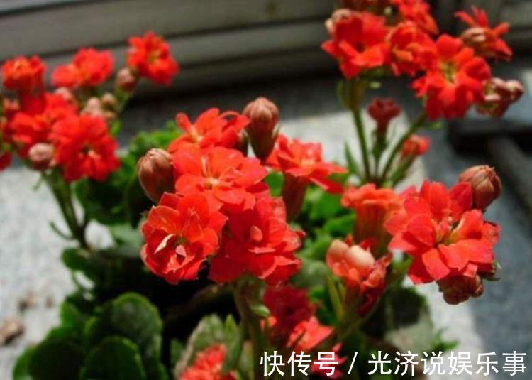 玫瑰|最值得养的花,种植容易,漂亮不输牡丹玫瑰,四季开花,花香四溢