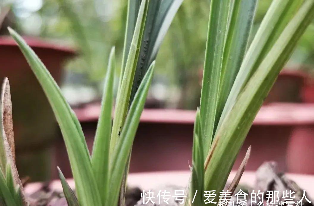 兰花茎腐病不要怕，4步操作就能养活开花，历时30个月