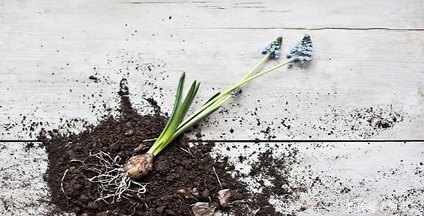 自制“生根剂”，让快死的植物重新焕发生机