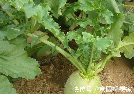 食物|女人想皮肤好,4种食物换着吃,去除皱纹,祛皱美容,谁吃谁受益