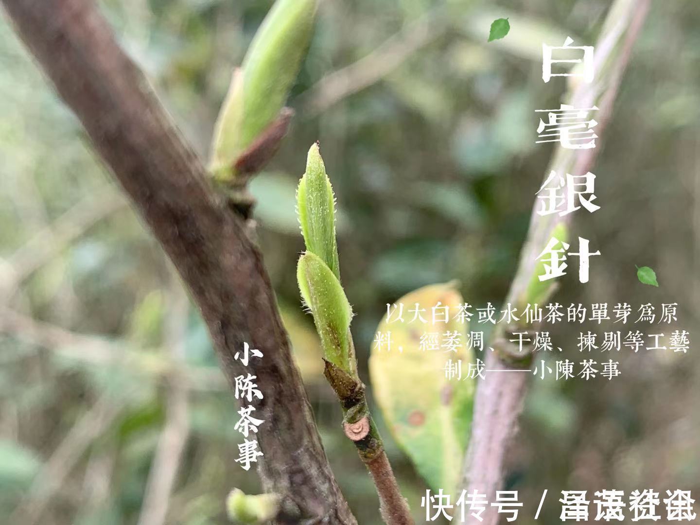 白毫银针@白茶圈令人迷惑的操作,有人心急想“买早”,有人淡定想“买老”