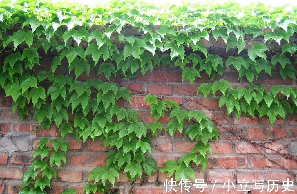 家里有院子,养上6种爬藤花,长势旺,开花能力强,美观又大气