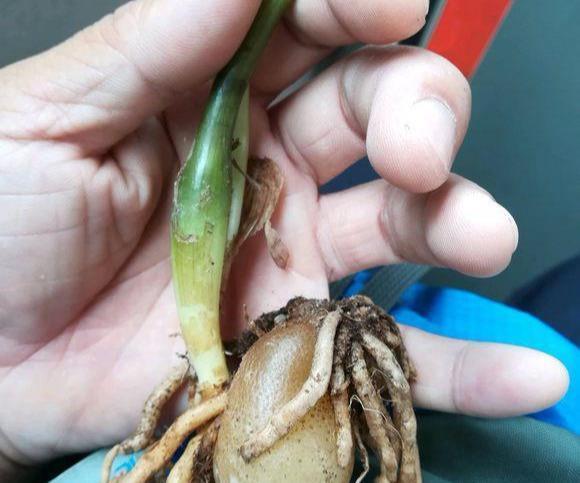 金钱树黄叶干瘪瘪?怎么办?3个表现,一一解决,满盆大新芽