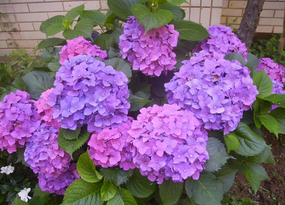 给花换完盆要不要浇水这叫“定根水”,只有“1类”植物不用浇