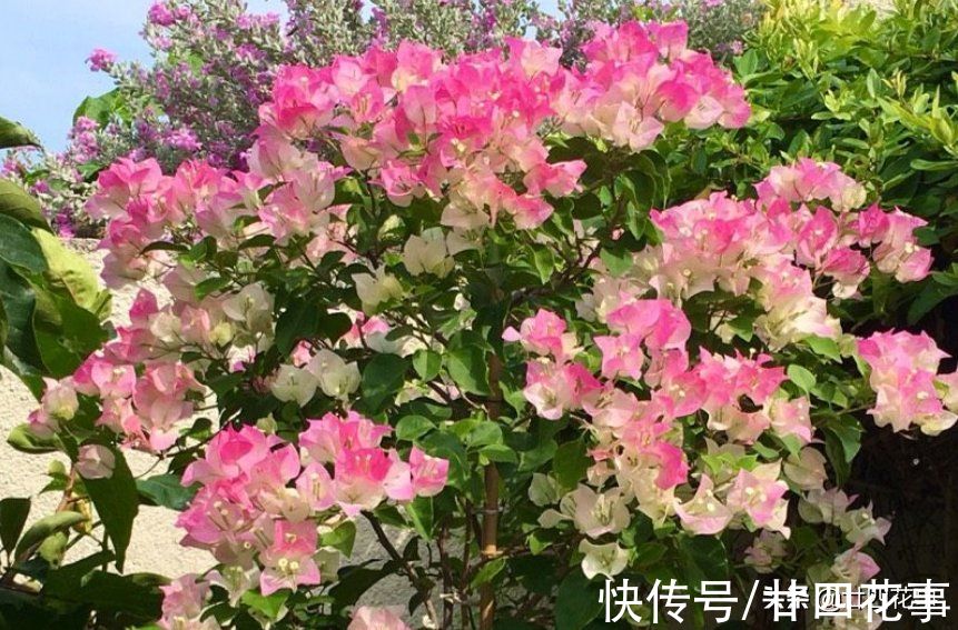 生长期|11月逛花市，如果遇见这种花，不妨“捡个漏”，能省不少钱