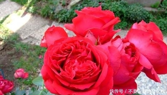 香水|这种花比香水还好闻,花色艳丽,花型极大,抗病性强,是盆栽佳品