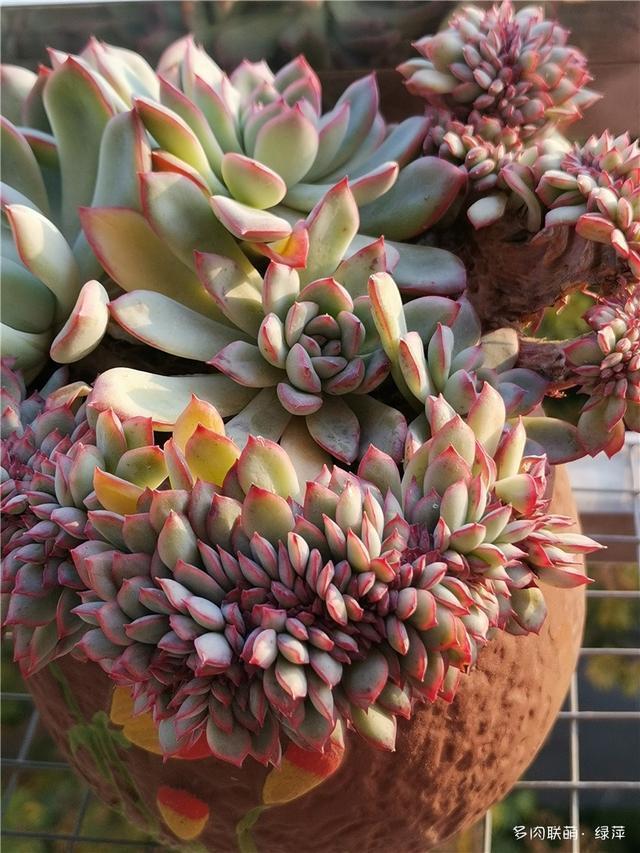 拈花一笑为红颜,无奈雨霾非吾恋