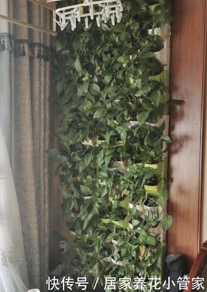 家里养花有讲究，这3种花不能乱养