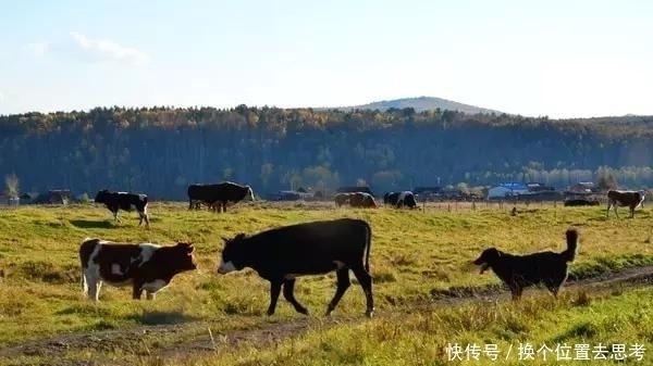 木头|中俄边境藏了个香格里拉，全村只有7户人家，想去那里溜达吗？