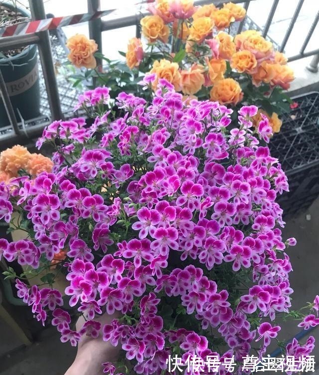 叶片|厨房3种垃圾，是难得的氮磷钾肥，养花浇一点，叶片油亮花不断！
