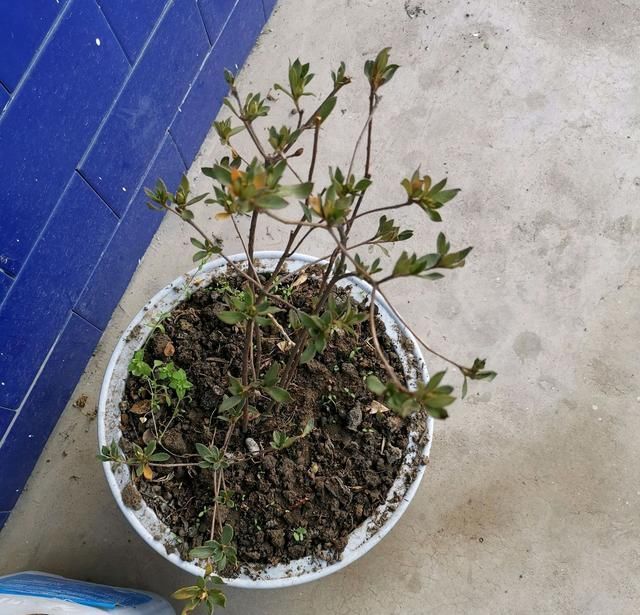 奢求|杜鹃花养成这个衰样,没死算给你面子了,还想开花,奢求太多