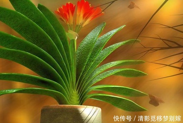 夏季|这四种花，通风尤为重要，好养花期长，嗖嗖长爆盆，一天开不停