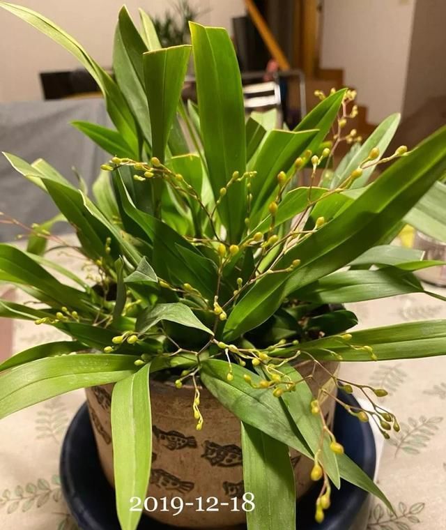 迷你文心兰每年买？这样养只要买一次，年年度能开花